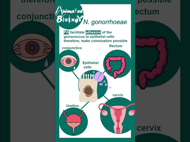Gonorrhea: The Silent STI You Must Know |  How N. gonorrhoeae Infects the Body ?
