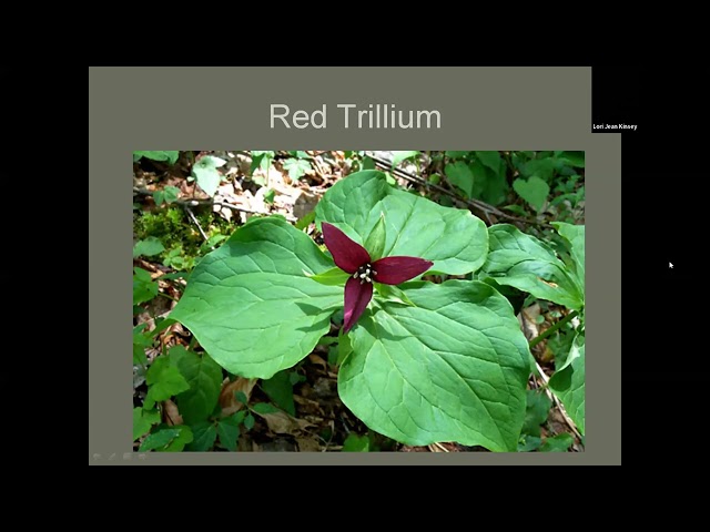 Nature Program Series: Spring Ephemerals with Lori Kinsey