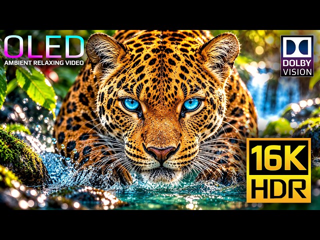 This is OLED Earth - Nature & Animals Dolby Vision HDR 16K 120fps (4K & 8K Video ULTRA HD TVs)