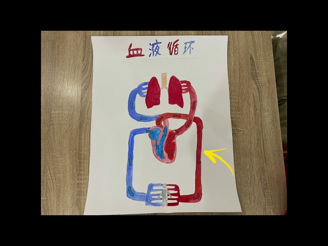 血液循环 - 黄歆爱 5S