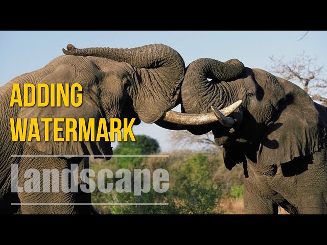 How to Add Watermark to Multiple Images in One Go in Photoshop CC 2021