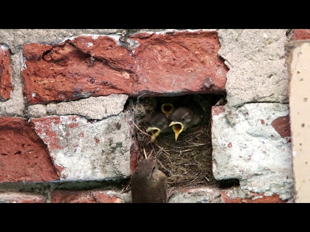 Wren Chicks Being Fed