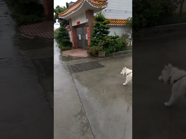 Wet Husky Drying Machine🌧🦮