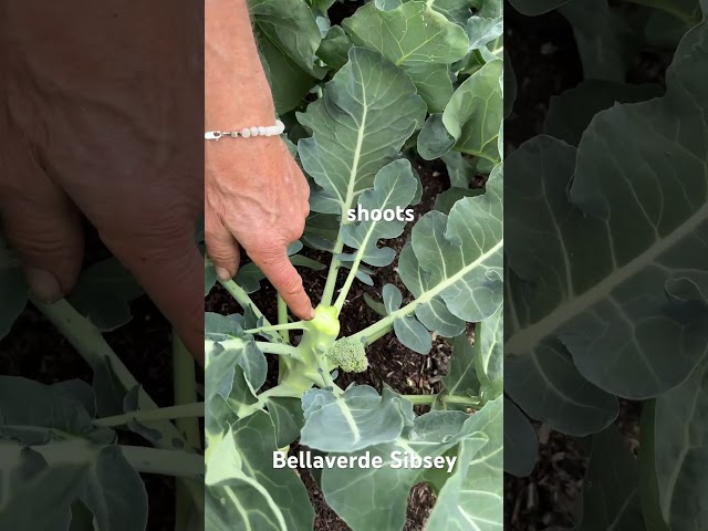 Broccoli Harvest in June | Sow Again Now for Autumn Crops | No Dig Gardening