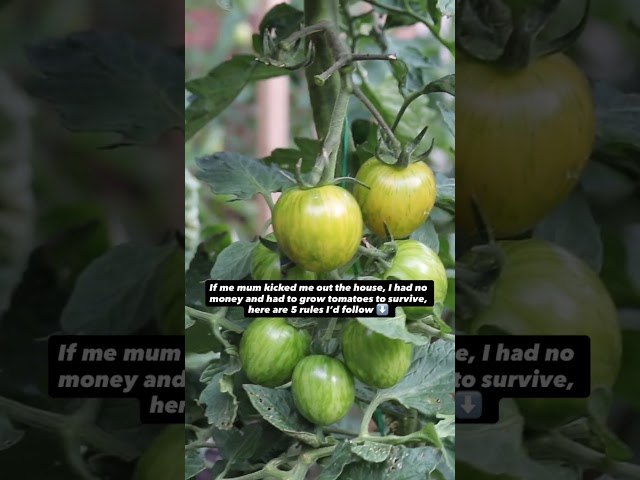 Tomato Growing Tips If My Life Depended On It