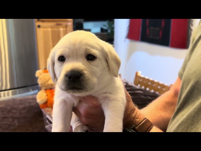 Lab Puppy, CIDER, Enjoys her 4-week "Banana Milkshake" #labrador  #puppy #cutepuppy