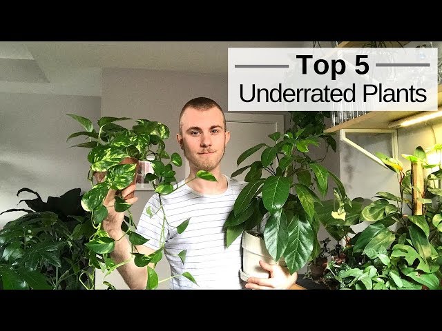 Top 5 Underrated Houseplants