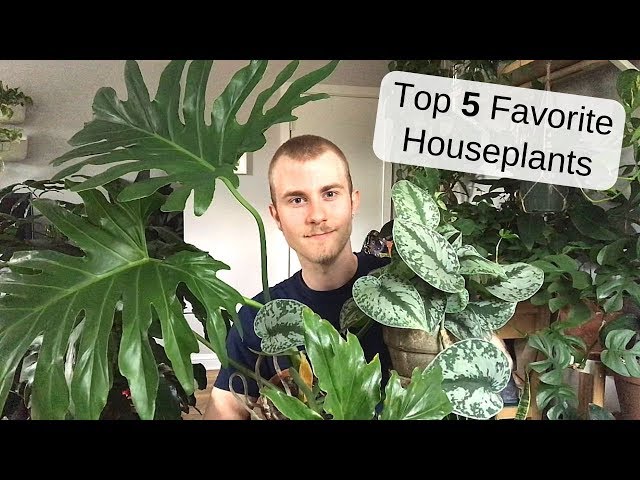My Top 5 Favorite Houseplants | Summer 2019