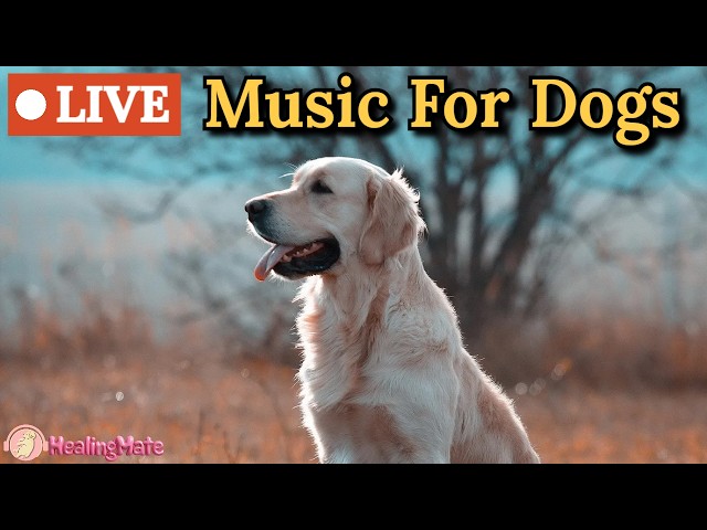 🔴24 Hours of Dog Music🎵🐶Calming Music for Dogs🐶💖Soothing Music to Ease Separation Anxiety in Dogs