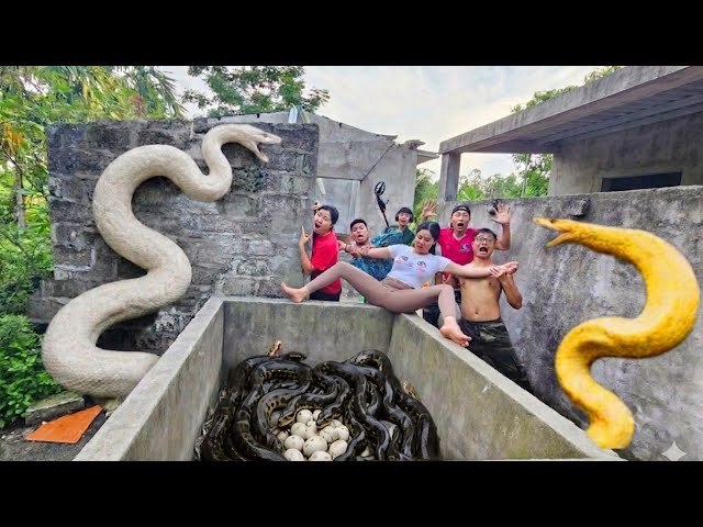 Expert Bravely Captures Giant White Python