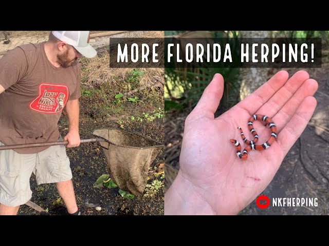Dipnetting for Amphibians and Hiking for Snakes: Central Florida Herping!!