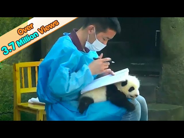 Cute Panda Baby 'Becomes' Nanny's Table | iPanda