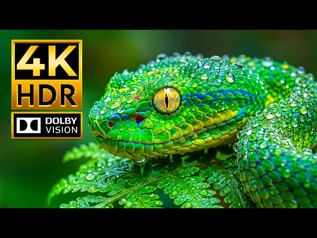The World’s Most Amazing Animals | 4K HDR Dolby Vision 120FPS | Ultra HD Wildlife