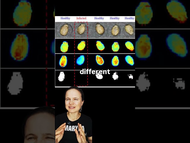 hyperspectral AI for seeds