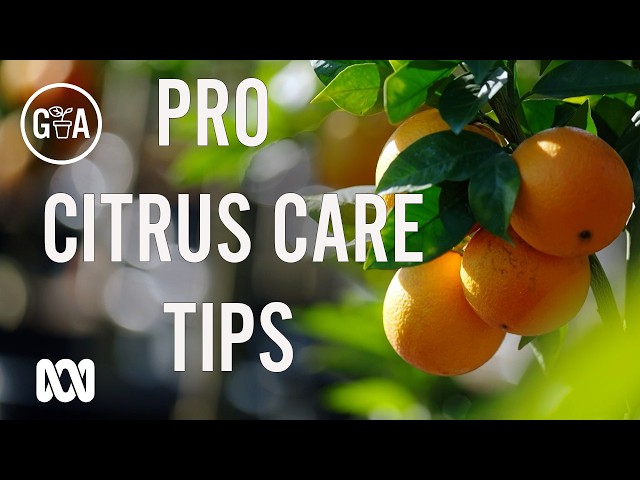 Pro tips for citrus care + try some lesser-known varieties! | Gardening Australia