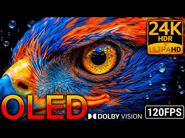 The Sharpest Nature Footage: 24K HDR 120FPS Dolby Vision OLED Test (8K/4K Video)