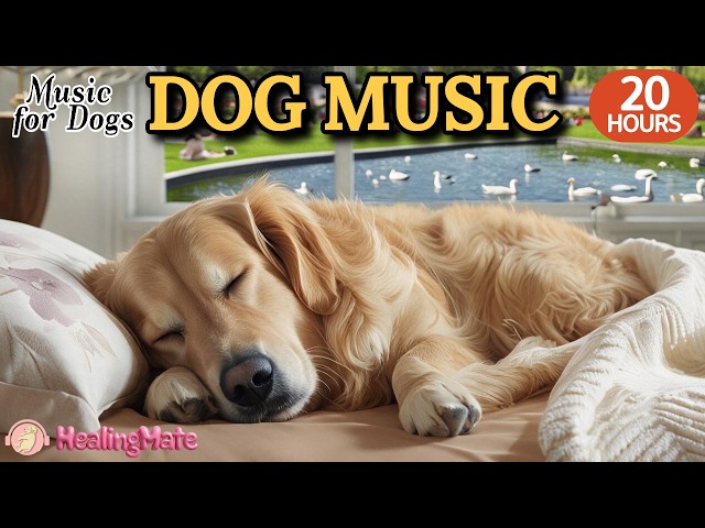 20 HOURS of Dog Calming Music🐶🎵Dog Separation Anxiety Relief Music🐶💖Soothing Sleep Music for Dogs