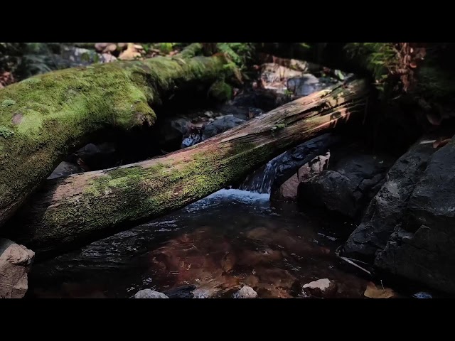 Relaxing Piano Music – Healing Vibes & River Flow for Stress Relief and Meditation