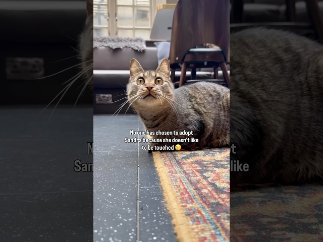 Sandra is at Java Whiskers Cat Café in Marylebone London 🧡 more info in description!