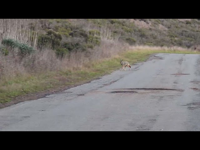 Coyote Running in Tennessee Valley