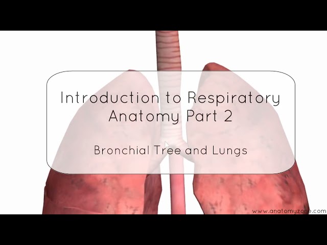 Respiratory System Introduction anatomy part 2 Bronchial tree and lungs