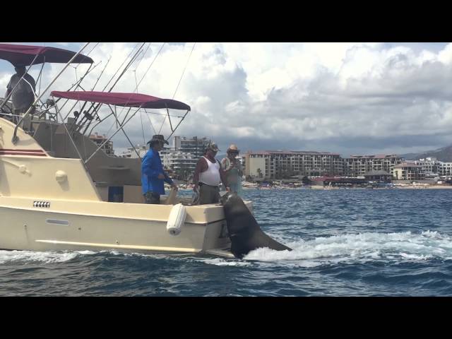 Pancho the Sea Lion in Cabo
