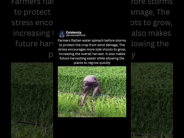 Why Farmers Flatten Water Spinach Before Storms