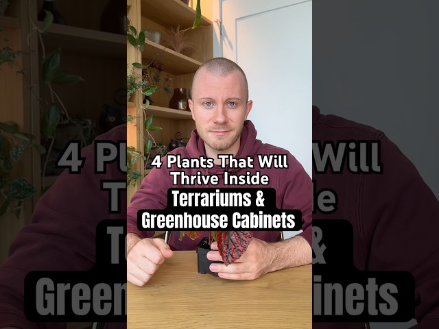 These 4 Plants Will Thrive Inside Terrariums And Greenhouse Cabinets! #Plants #Houseplants #Shorts