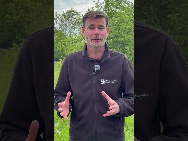 Local Nature Recovery Strategy support - Worcestershire Wildlife Trust