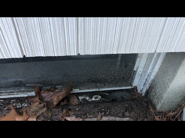 Mice & Their Droppings All Over the Basement