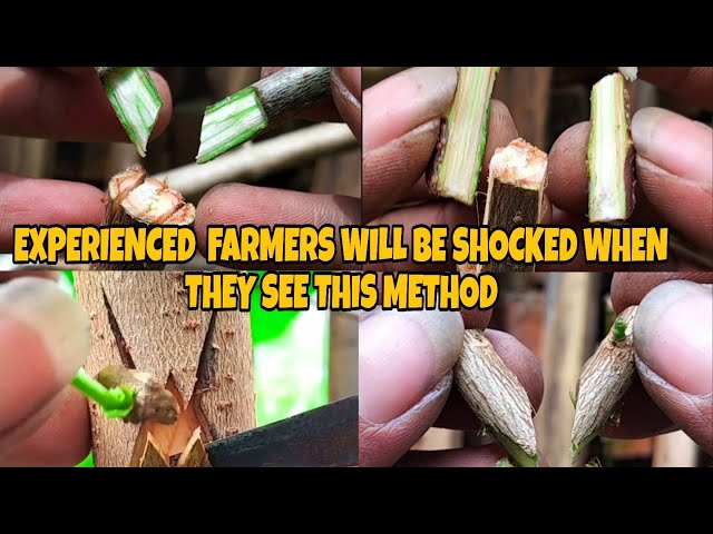 This technique makes trees Harvest faster