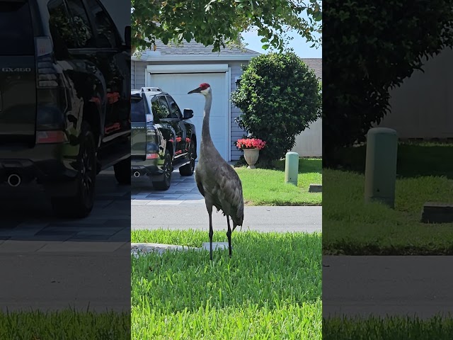 Large Sandhill Crane - Chillin..