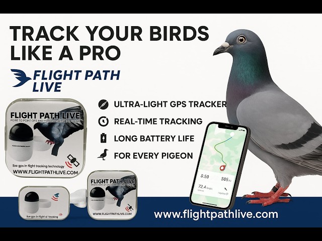 Introducing the Flight Path Live Tracking Ring For Racing Pigeons