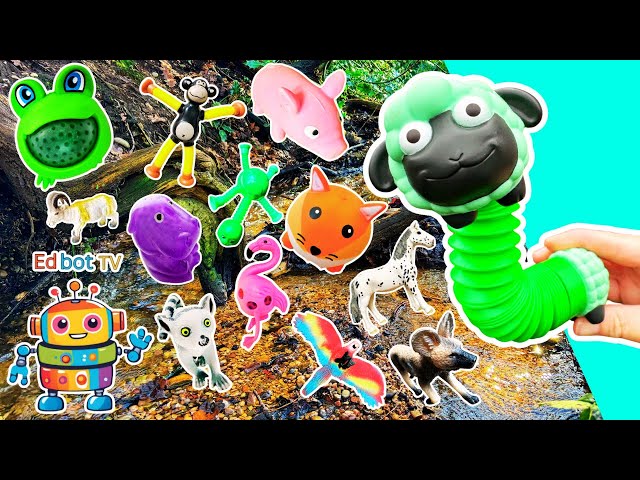 Animal Names | Kids Learn by the Branch: Pig Sheep Lemur African Wild Dog Hippo Giraffe Fox