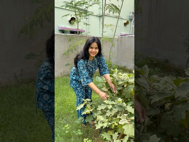 Bengali simple lunch banaya #minivlog #shorts #cooking #bengalifood #garden #ghee #skincare #food