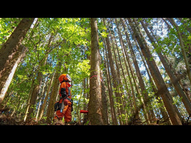 How a Japanese Woman Lumberjack Turns a Tree into Handmade Wooden Spoons