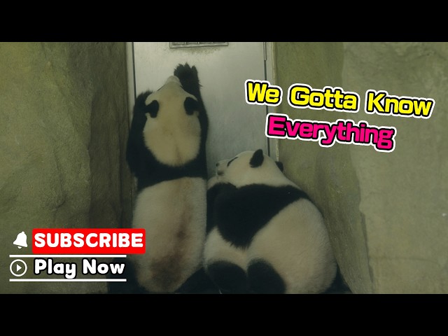 Panda Eavesdropping On Gossip | iPanda