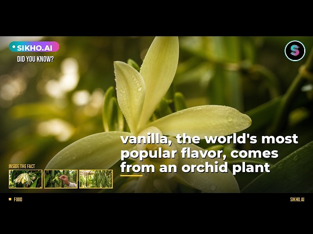 Did You Know Vanilla Comes from an Orchid? | Sikho.ai