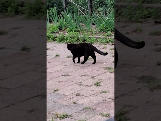 Charlie