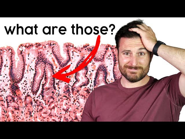 How to Get Started with Histology | Corporis