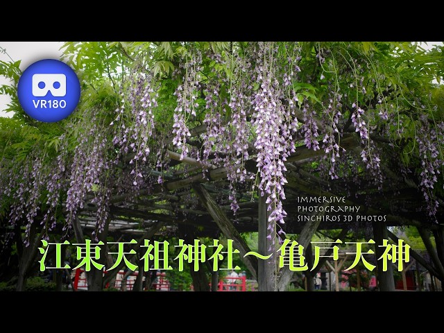 [3D VR180] 江東天祖神社〜亀戸天神