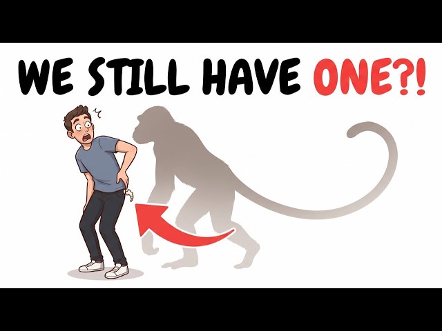 Why do we have a tailbone if we don't have tails?