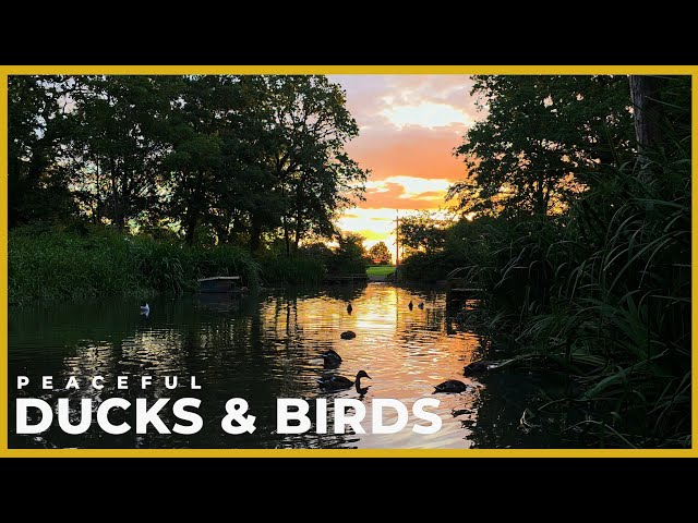 Peaceful Morning by an English Pond 🌅 | Ducks & Bird Sounds | Slow TV 4K 60fps HDR No Talking