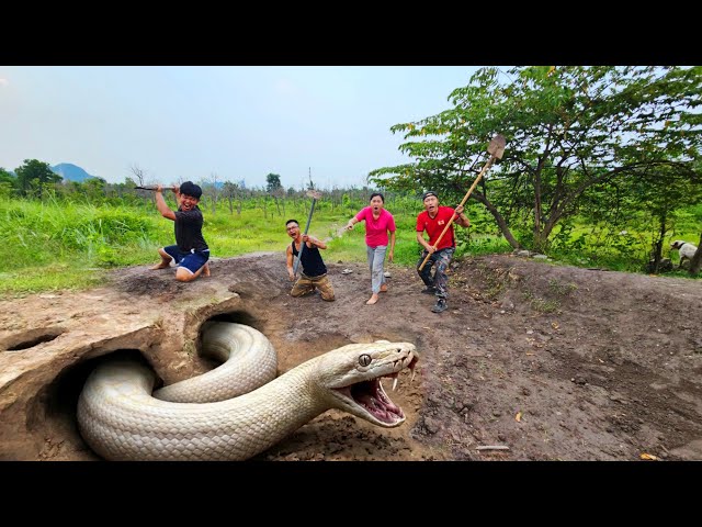 Expert Bravely Digs into Burrow and Captures Giant White Python