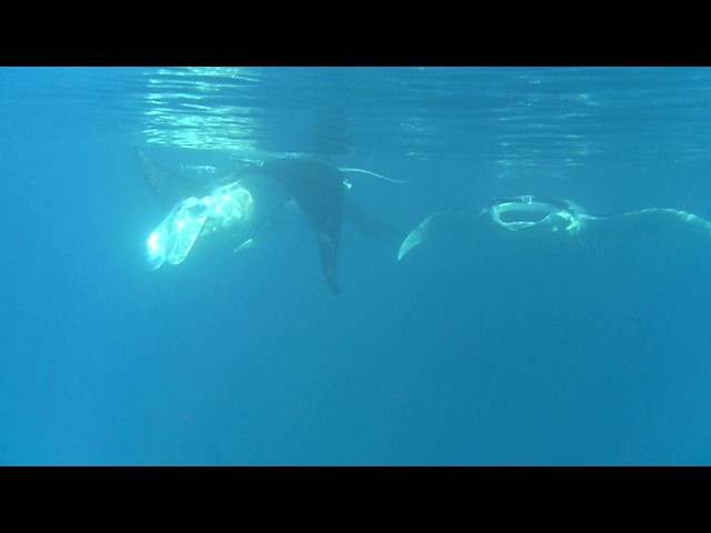 Snorkelling with Manta Rays in Fiji