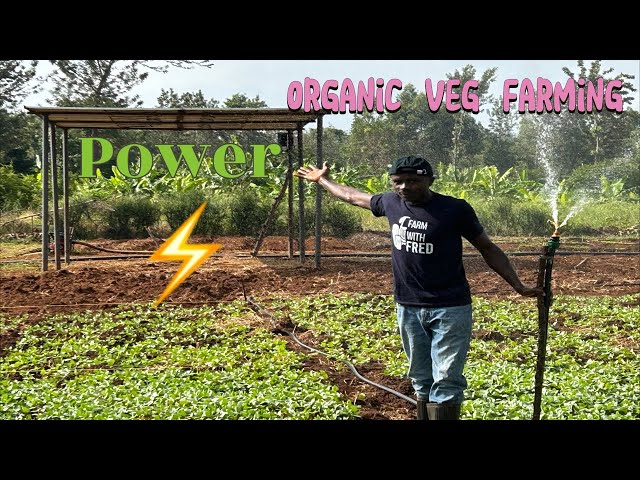 Farm tour. Indigenous Organic veg farming #diy