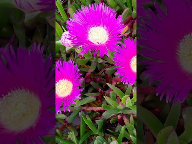 Are There Native Succulents in Australia? Meet 3 to Grow at Home | Gardening Australia