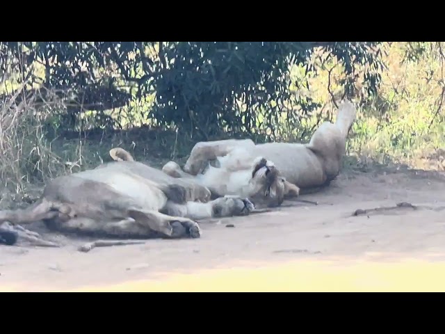lion on her back