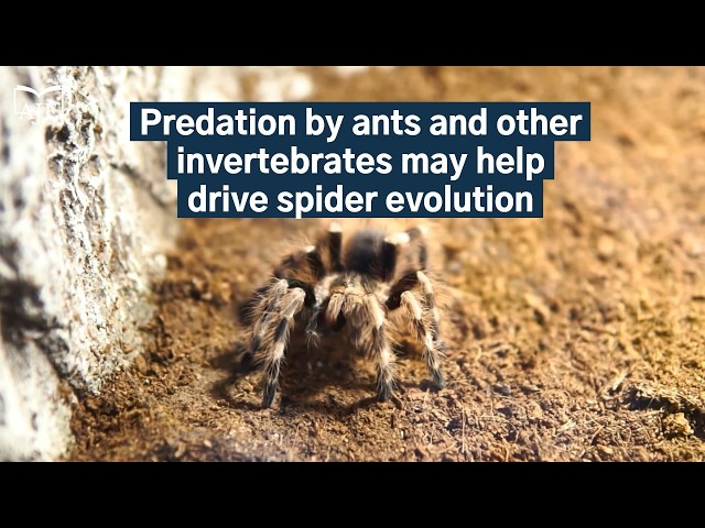 Neotropical tarantulas have specialized hairs to protect themselves from ant predators
