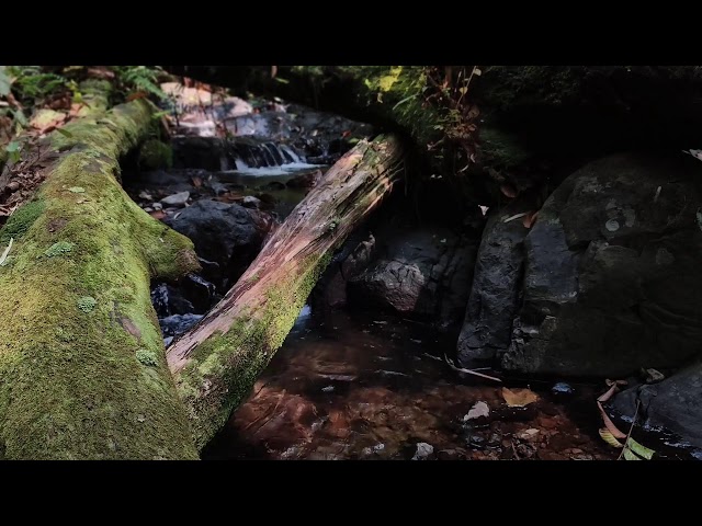 Relaxing Piano Music – Healing Vibes & River Flow for Gentle Meditation and Relaxing Sleep